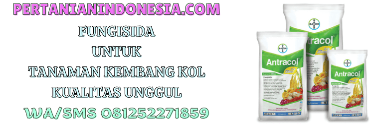 fungisida,tanaman,tanaman kembang kol,pestisida,pertanian indonesia